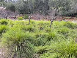 Image result for Motandra