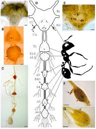 The cns is the site for processing the information. Diagram Of The Central Nervous System Of The Fire Ant A Open I