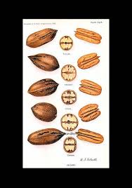 Pecan Varieties 1908 Usda Field Trial Botanical Illustration Fruit Print Botanical Prints Botanical