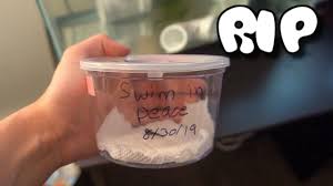 My Rescued Baby Betta Fish Died Today Youtube