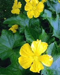 4,610 gourd flowers pictures and royalty free photography available to search from thousands of stock photographers. How To Grow Sponge Gourd Greenmylife