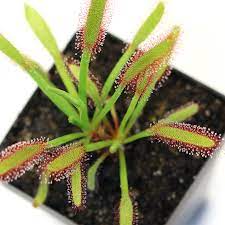 Drosera Capensis Montagu Pass Cape Sundew Curious Plant Carnivorous Plants Plants Carnivorous