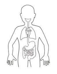 We did not find results for: Human Body Organs Coloring Pages Human Body Organs Human Body Systems Body Systems