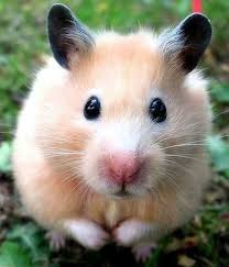 Are Black And White Syrian Hamsters Rare Fun Interesting Facts About Hamsters Cute Hamsters Cute Animals Funny Animals