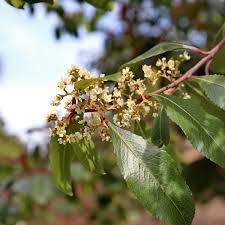 Image result for Catha edulis