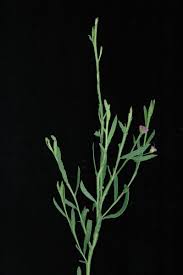 Image result for Litogyne gariepina