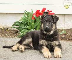 Jordy/german shepherd greenfield puppies has been providing customers with a way to contact dog breeders directly since. Handsome German Shepherd Puppy For Sale In Lancaster Pa Happy Valentines Day Happyvalentinesday2016i