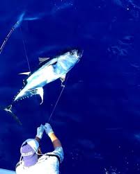 We did not find results for: Tom S Catch Blog