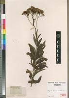 Image result for Senecio serratuloides