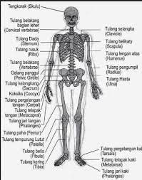 Fungsi sistem rangka antara lain melindungi organ internal. Soal Ipa Sistem Gerak Pada Manusia Rumah Belajar Akbar