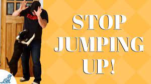 Get immediate access to our course How To Train Your Dog To Stop Jumping On Guests Professional Dog Training Tips Youtube