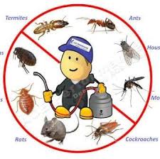 Hiring a skilled service for pest control is necessary as it has to be dealt at an early stage itself. All In One Pest Control Service Home Facebook