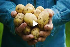Maybe you would like to learn more about one of these? German Butterball Potato Gurney S Seed Nursery Co