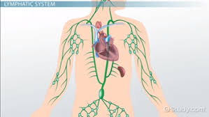 What is the Lymphatic System? - Structures, Function & Vocabulary ...