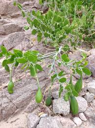 Image result for Capparis cartilaginea