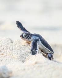 1 941 Likes 37 Comments Jake Wilton Jakewiltonphoto On Instagram Taxi In 2020 Vegetable Spring Rolls Spring Rolls Homemade Mayonnaise