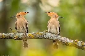 Contoh mukadimah pidato terupdate arab & indonesia. íŠ¸ìœ„í„°ì˜ Erlangga Greschinov ë‹˜ Dalam Bahasa Inggris Burung Ini Bernama Hoopoe Dalam Bahasa Arab Disebutnya Burung Hudhud Burung Ini Tersebar Di Kawasan Eurasia Dan Afrika Tetapi Tidak Di Kepulauan Nusantara Https T Co Vrxx9hzk4o