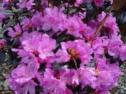 Image result for Rhododendron