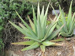 Image result for Aloe decurva