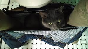 Hence, to determine the course of action to follow if your cat pants, it is quintessential that. 20 Cats Who Like To Keep You Company While You Sit On The Throne