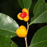 Image result for Warneckea cordiformis