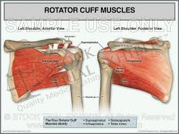 This injury may disguise as other shoulder conditions. Rotator Cuff Muscles Of The Left Shoulder Rotator Cuff Shoulder Anatomy Muscle