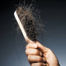 Here's what the collected sheddings look like from 7. How Much Hair Loss Is Normal And What You Probably Don T Know About Hair Loss Bellatory