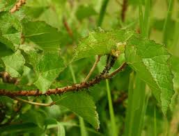 Image result for Hibiscus diversifolius