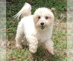Check spelling or type a new query. Puppyfinder Com Poochon Dogs For Adoption Near Me In Georgia Usa Page 1 Displays 10