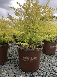 Image result for Ligustrum sinense