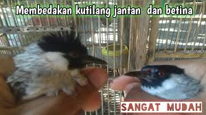 Habitat alamnya burung ini adalah hutan terbuka berhawa panas dengan tumbuhan perdu, blackthroat ini yang biasa disingkat bt banyak hidup tersebar di daerah pulau jawa, kalimantan, bali, china dan khususnya di afrika sendiri. Cara Membedakan Paud Blackthroat Jantan Dan Betina By Gaco Gacor