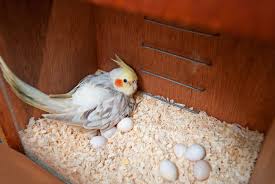 ببغاء الكوكاتيل او طائر الكروان كل ماتود معرفته حول هذا الببغاء طيور العرب