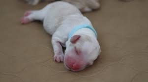 Discover australian labradoodles via reputable breeders. Labradoodle Puppies Michigan South Mitten Australian Labradoodles Alca