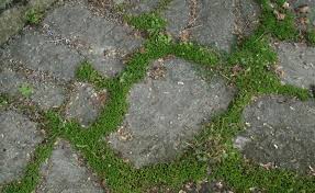 Pflasterfugen Begrunen Statt Muhsam Saubern Bepflanzung Pflanzen Immergruner Garten