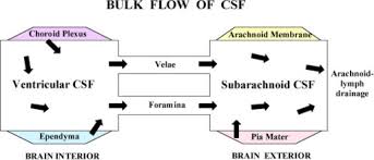 large cavity csf compartments and bulk flow extracellu open i