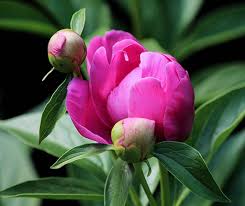 Fiori simili alle rose nome / rosa di zhao (zhao fen) | centro botanico moutan (con. Coltivare Peonia Guida Per Principianti