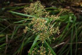 Image result for Rhynchospora corymbosa