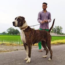 Bully Kutta Female Dog Breeds Giant Dogs Big Dogs