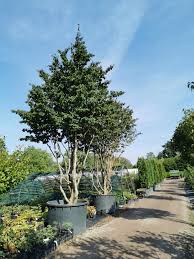 Der schirm besteht zu 140 gramm pro quadratmeter aus polyester. Parrotia Persica Persischer Eisenholzbaum Green4living