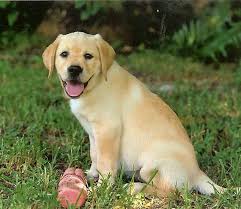 They have been breeding golden retriever dogs for nearly 20 years. Chambray Labradors Florida Labrador Puppies For Sale In Chambray