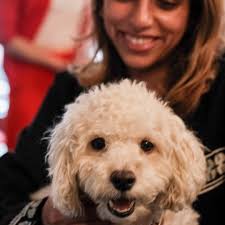 Dogs of Rita House ❤️🐶 Rita House is dog friendly (case by case basis, as  long as all goes well :) #dogs #cute #community #ritahouse #coworking  #events #losangeles