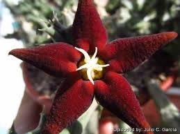 Image result for Piaranthus atrosanguineus