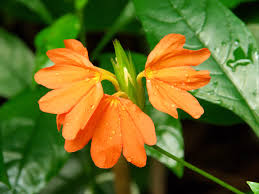 Image result for Crossandra infundibuliformis