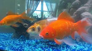 Stunting Do Fish Like Goldfish Grow Only To The Size Of