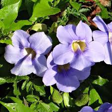 Image result for Thunbergia grandiflora
