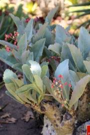 Image result for Cyphostemma quinatum