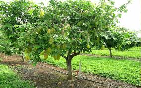 The star fruit tree is a sub tropical species that is said to have fruit like and apple and grape with citrus undertones. Tropical Fruit Trees Carambola