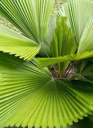 Image result for Licuala grandis