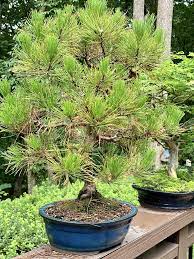 The oldest known bonsai tree in the world is a japanese black pine. Pinus Thunbergii Black Pine Japanese Black Pine North Carolina Extension Gardener Plant Toolbox