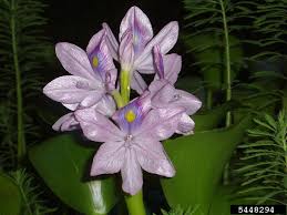 Image result for Pontederia crassipes